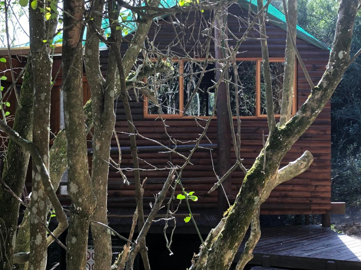 Teniqua Treetops Karatara Settlement Exteriér fotografie